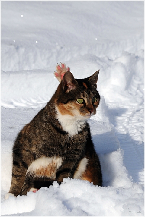 Gymnastik im Schnee