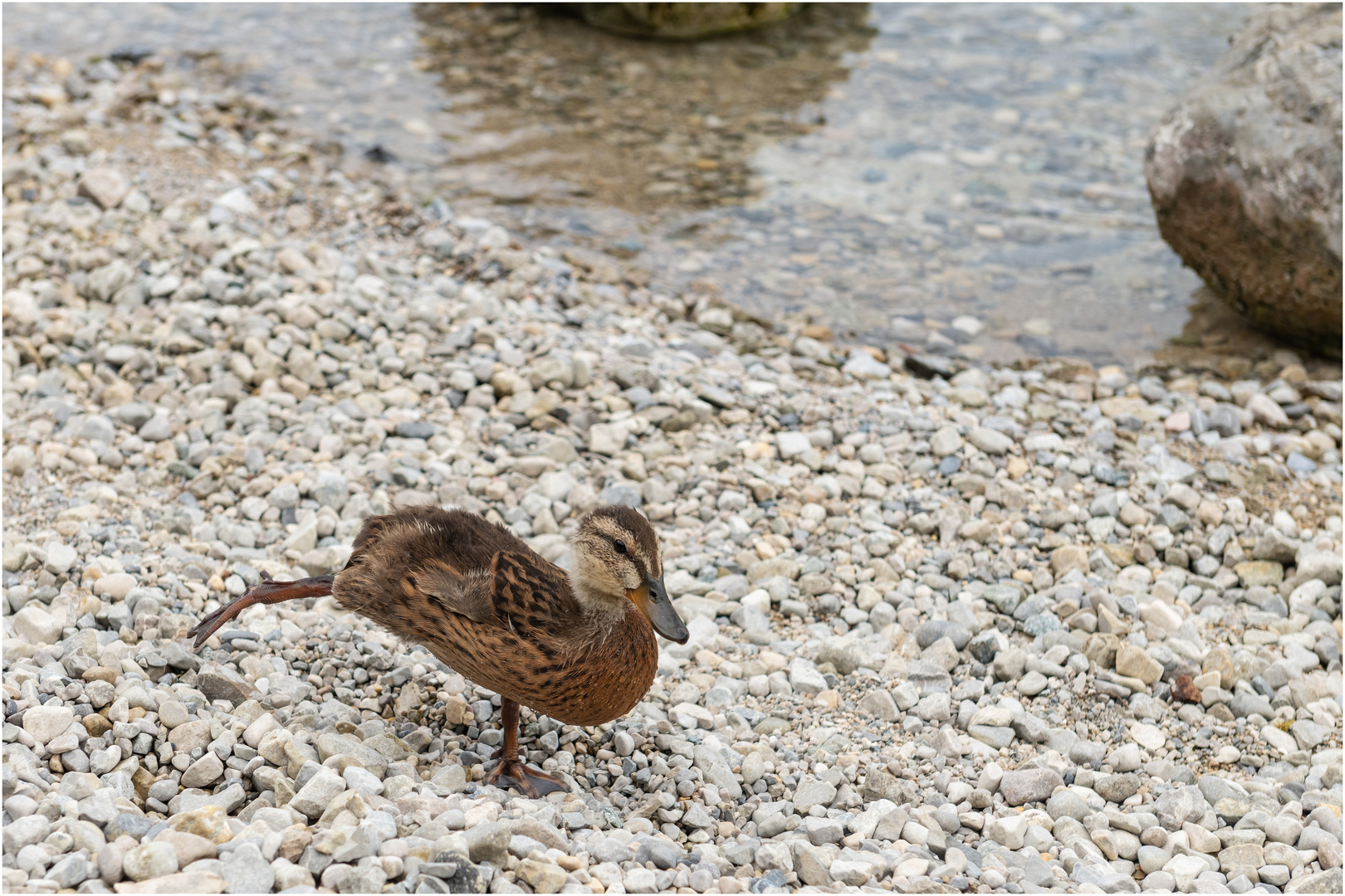 "Gymnastikentchen" - Walchensee, Oberbayern 2023