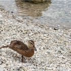 "Gymnastikentchen" - Walchensee, Oberbayern 2023