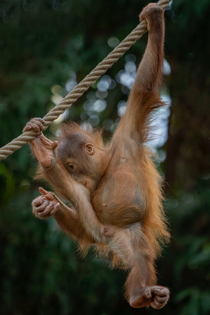 Gymnastikstunde bei den Orang Utan Babies 