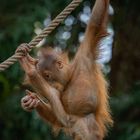 Gymnastikstunde bei den Orang Utan Babies 