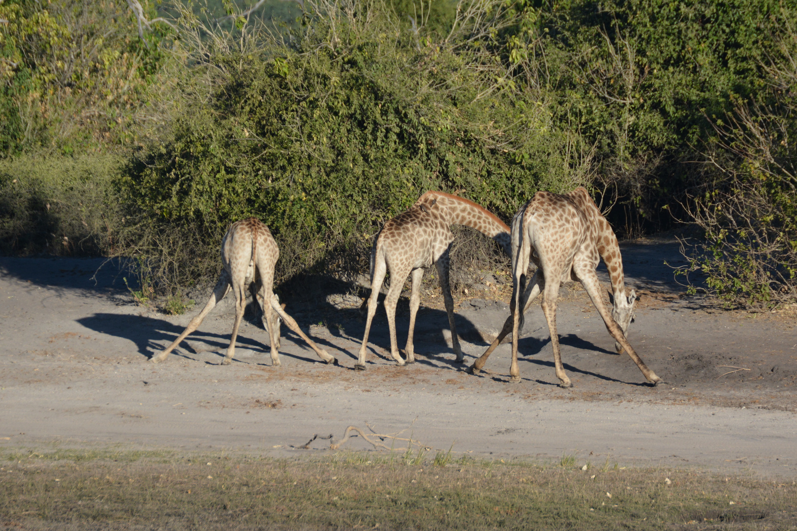 Gymnastische Übungen am Chobe