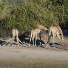 Gymnastische Übungen am Chobe