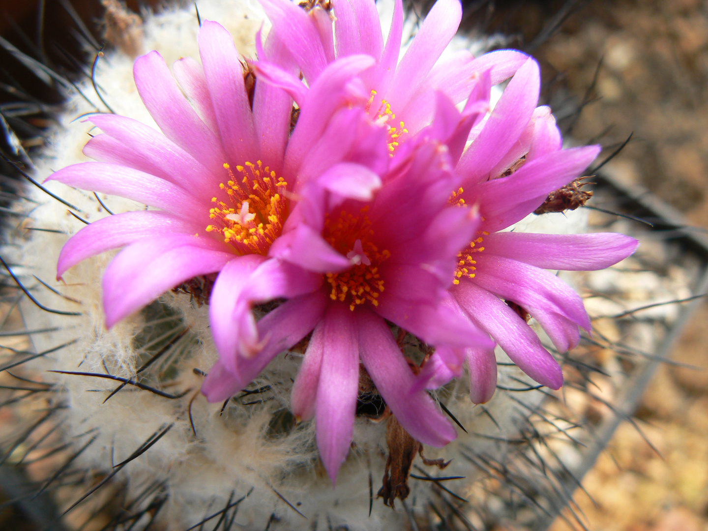 Gymnocactus