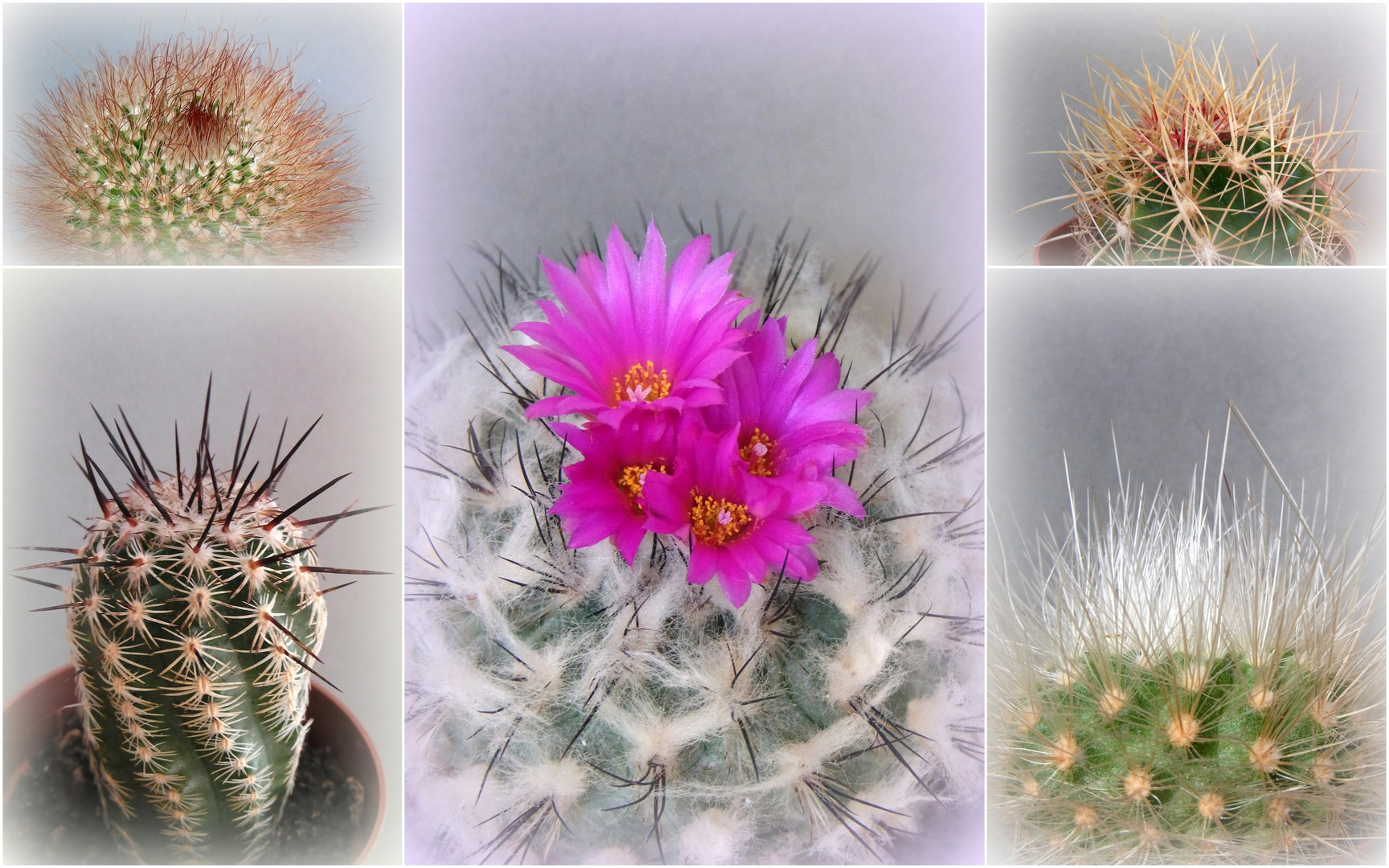 Gymnocactus in dorniger Gesellschaft