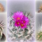 Gymnocactus in dorniger Gesellschaft