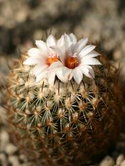 Gymnocactus ysabellae