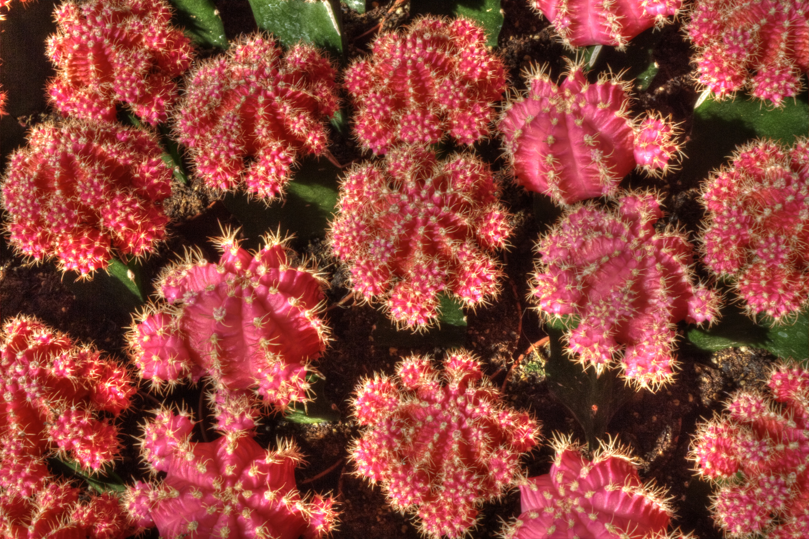 Gymnocalycium