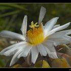 Gymnocalycium