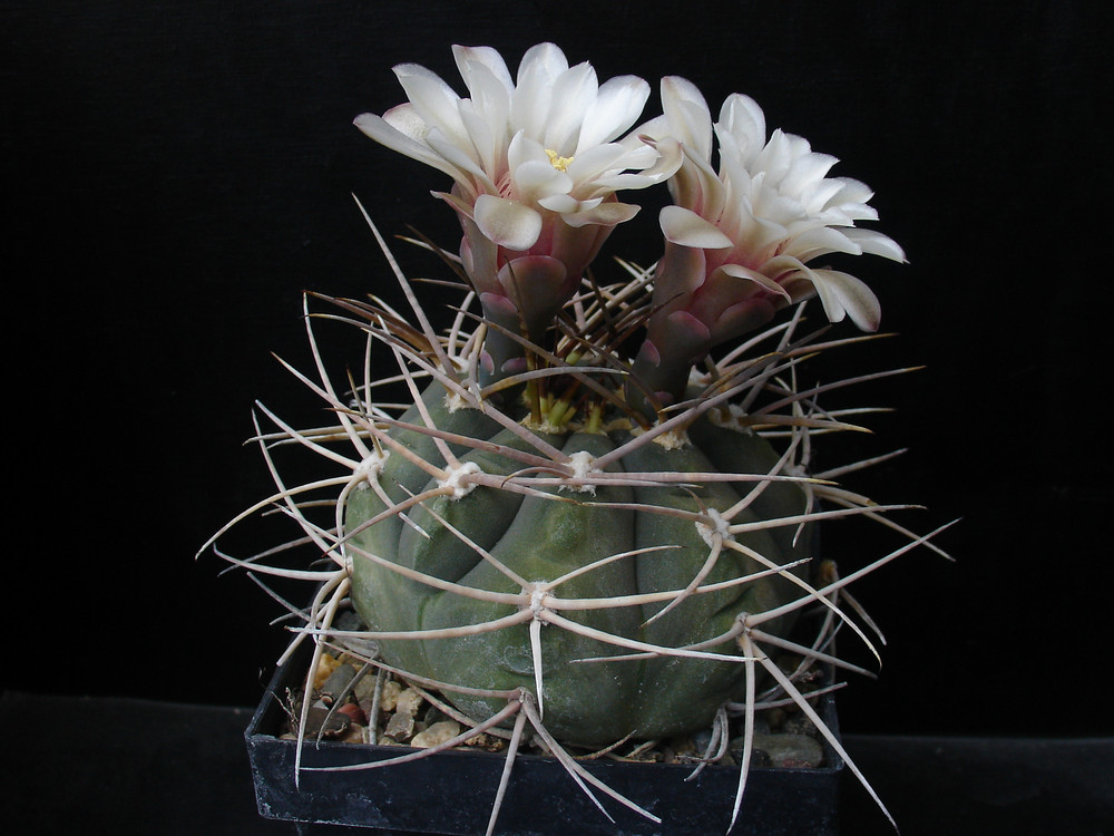 Gymnocalycium