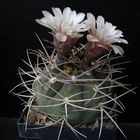 Gymnocalycium