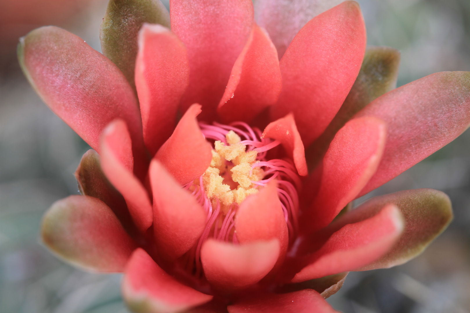 Gymnocalycium