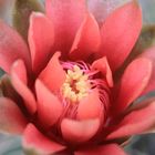 Gymnocalycium