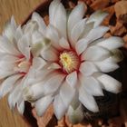 Gymnocalycium