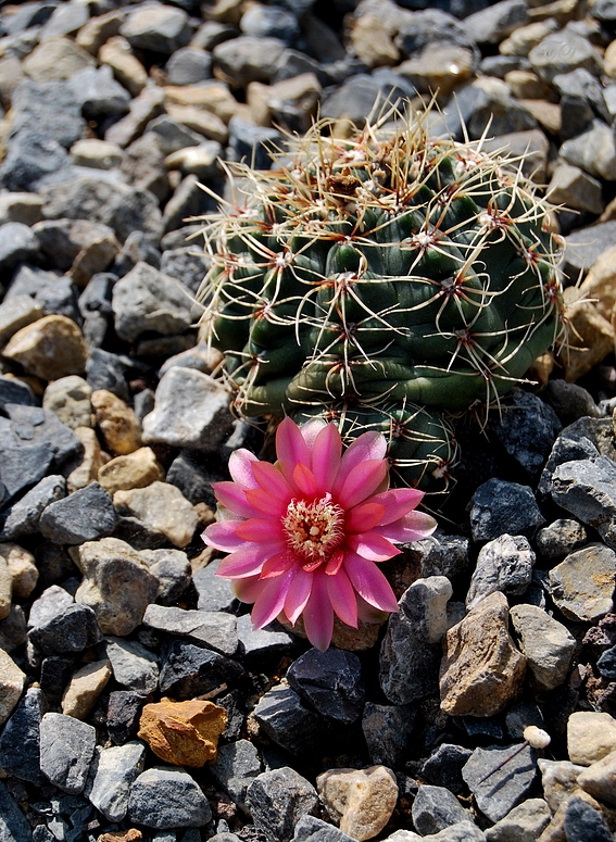 Gymnocalycium