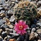 Gymnocalycium