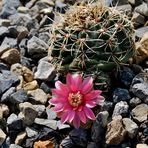 Gymnocalycium