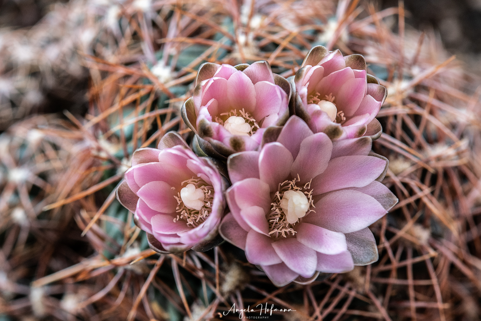 Gymnocalycium bruchii