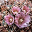 Gymnocalycium bruchii