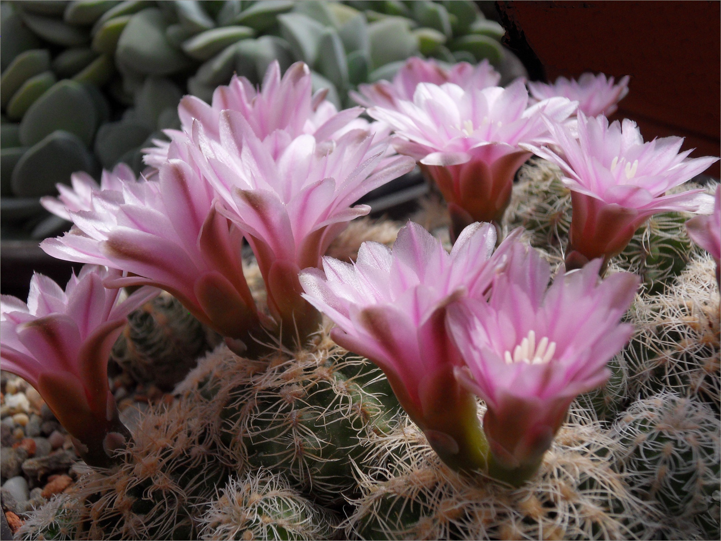 Gymnocalycium bruchii