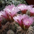 Gymnocalycium bruchii