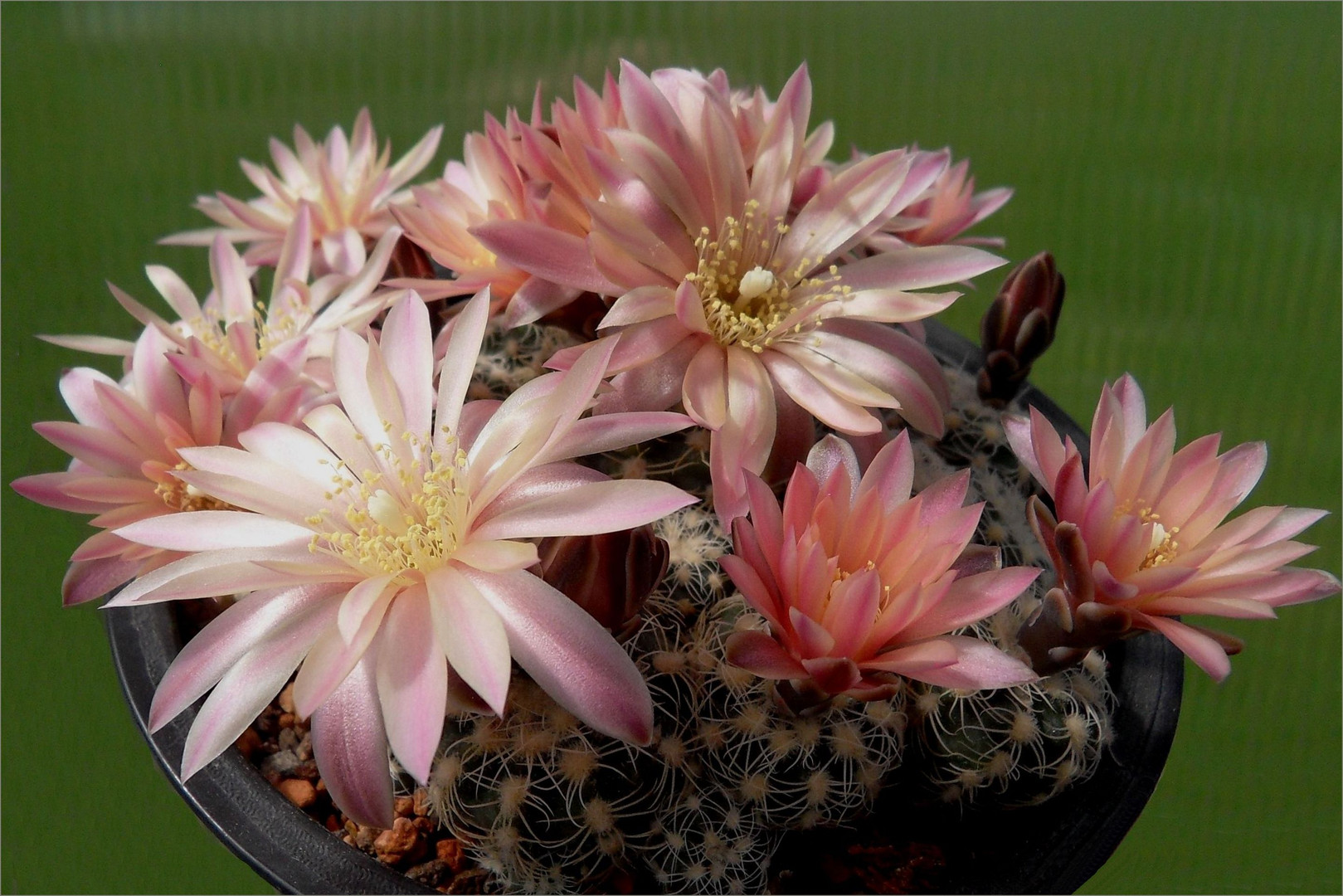 Gymnocalycium bruchii...