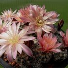 Gymnocalycium bruchii...