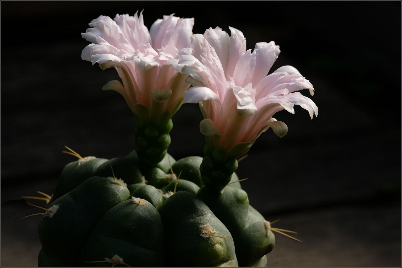 Gymnocalycium buenekeri