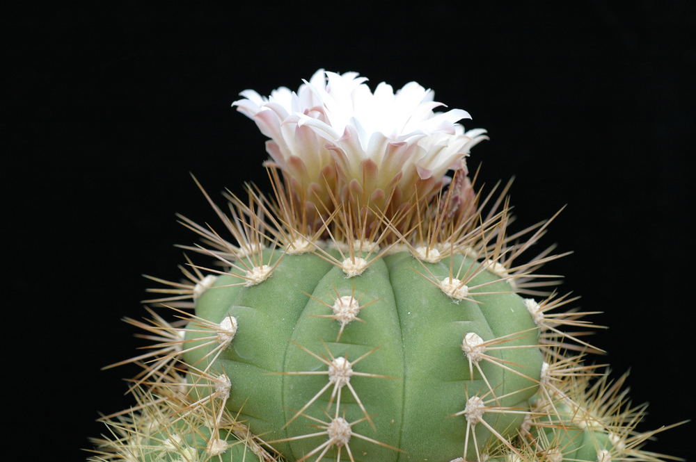 Gymnocalycium chacoense