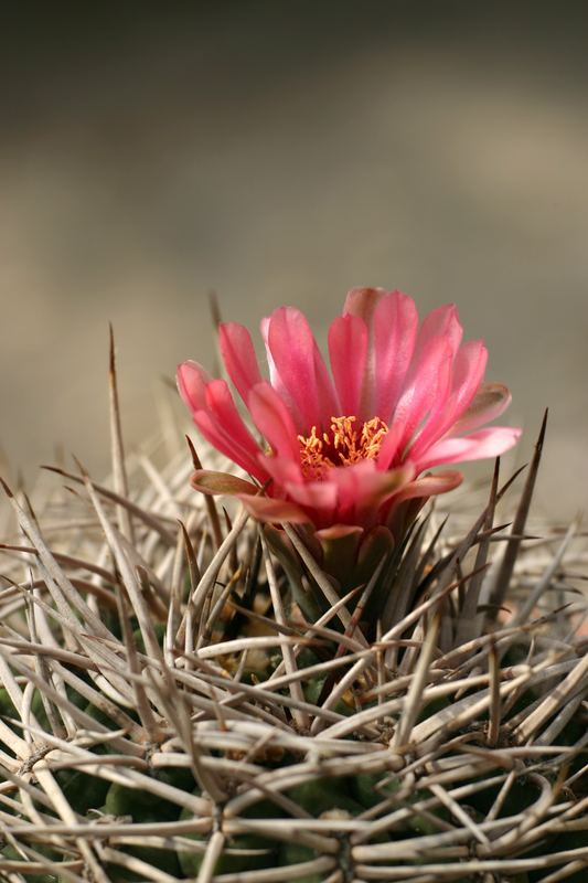 Gymnocalycium ferocior