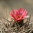 Gymnocalycium ferocior