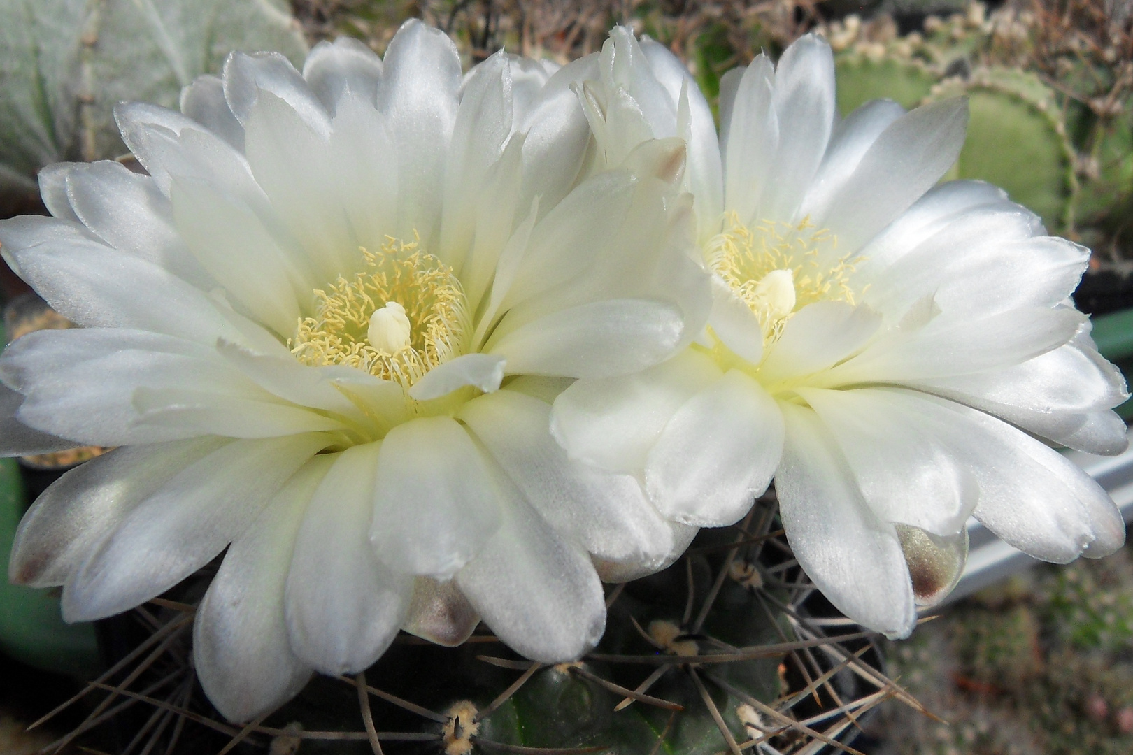 Gymnocalycium gibbosum...