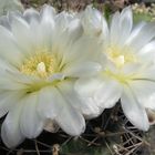 Gymnocalycium gibbosum...