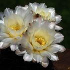 Gymnocalycium gibbosum