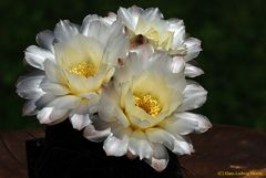 Gymnocalycium gibbosum