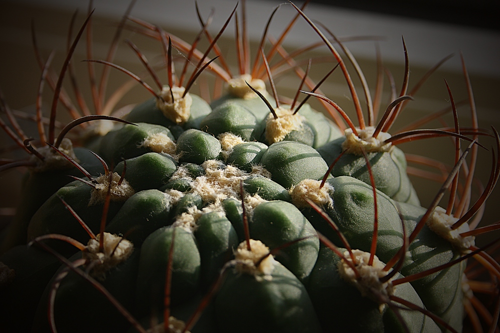 Gymnocalycium in Winterruhe