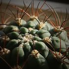 Gymnocalycium in Winterruhe