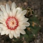 Gymnocalycium niculaus