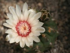 Gymnocalycium niculaus