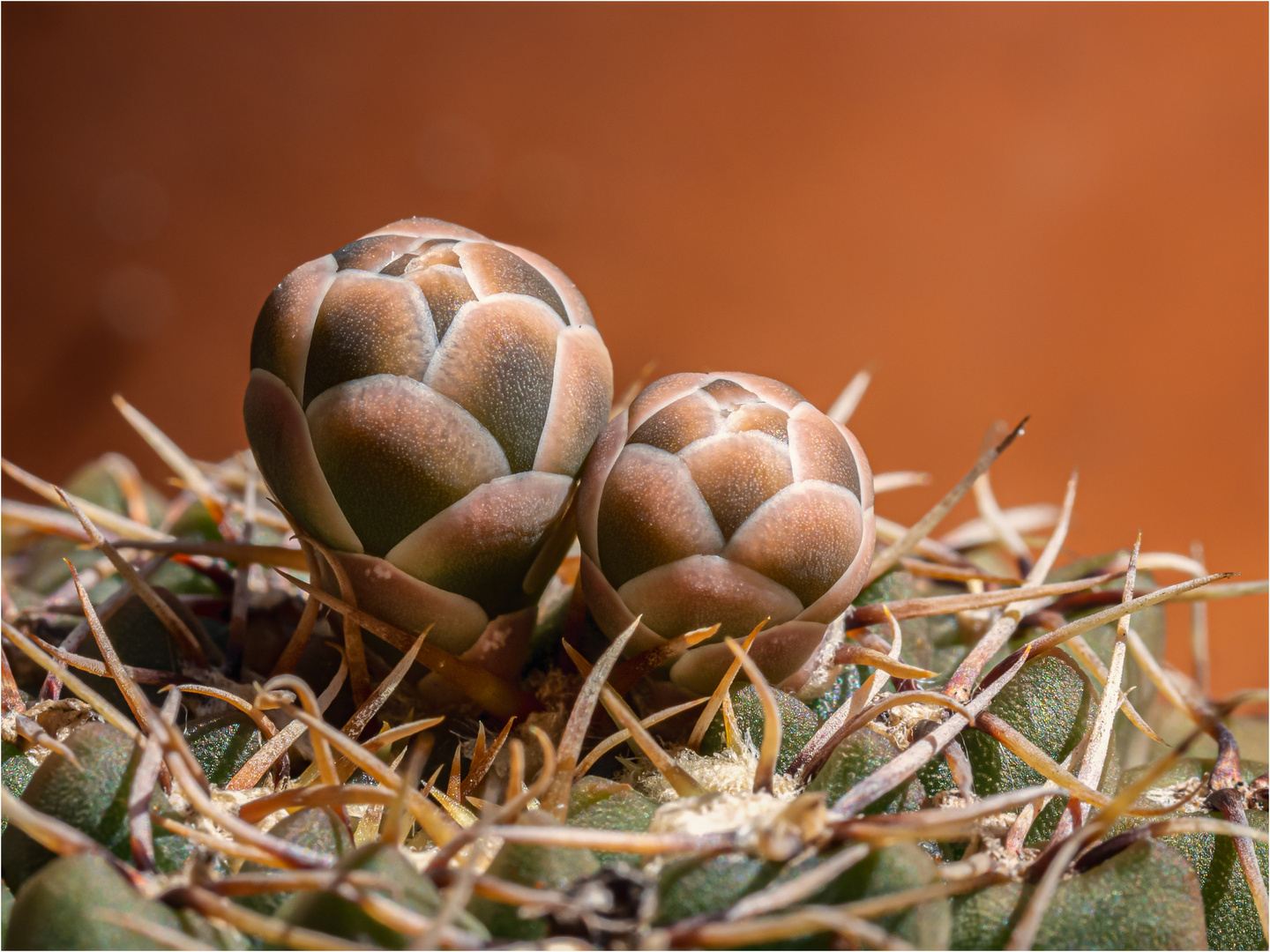 Gymnocalycium stellatum