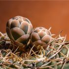 Gymnocalycium stellatum