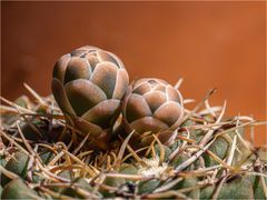 Gymnocalycium stellatum