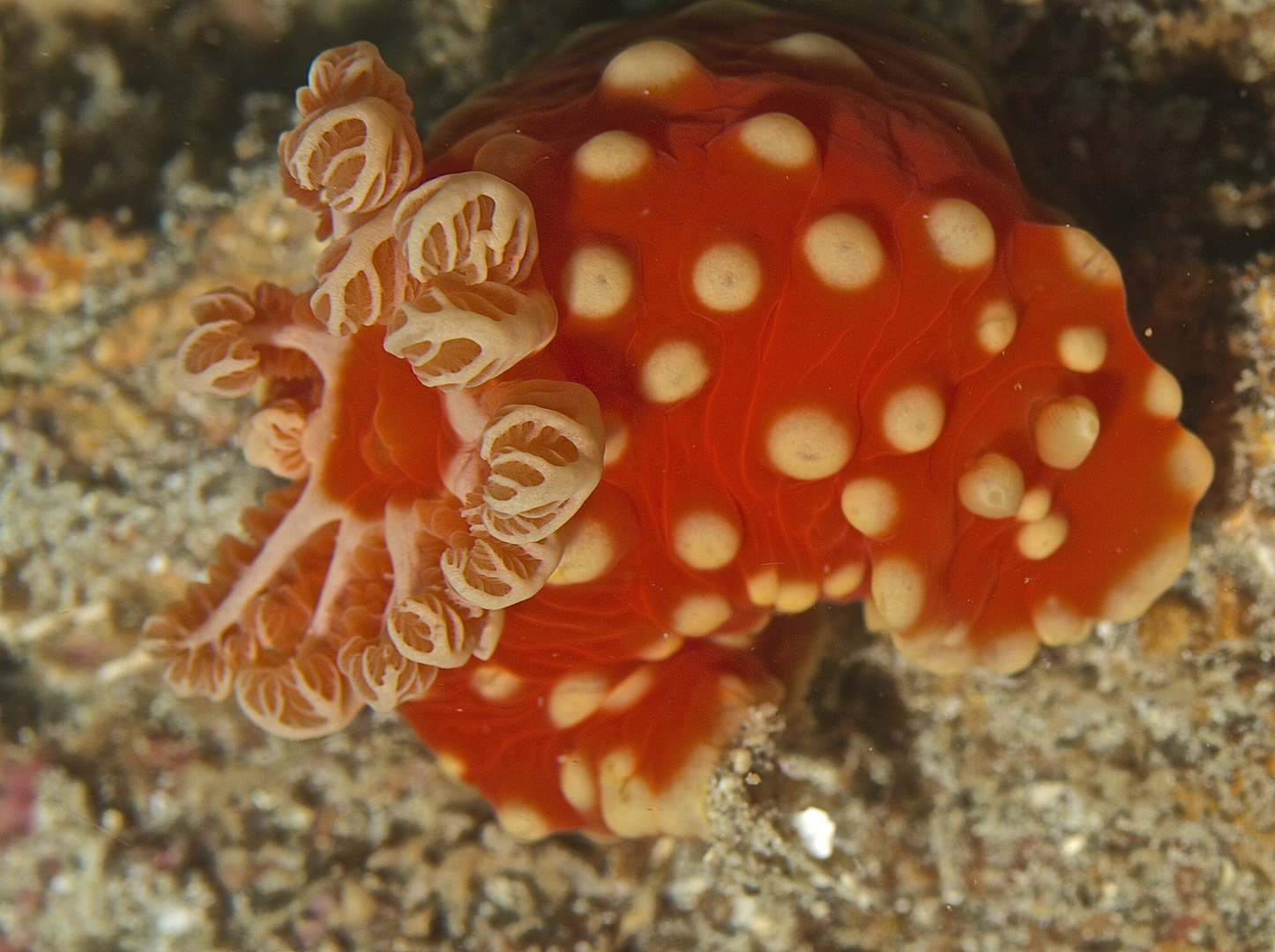 Gymnodoris aurita