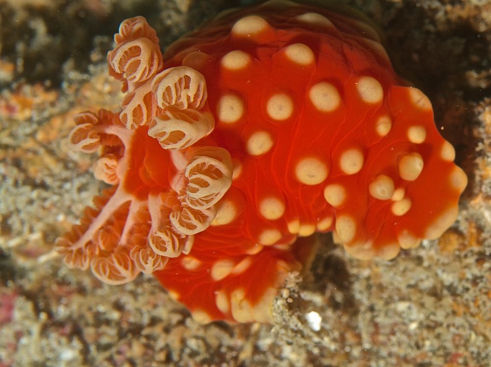 Gymnodoris aurita