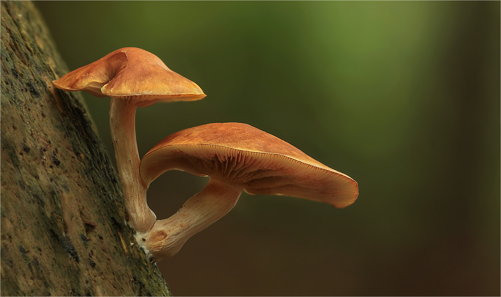 Gymnopilus