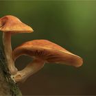 Gymnopilus