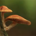 Gymnopilus