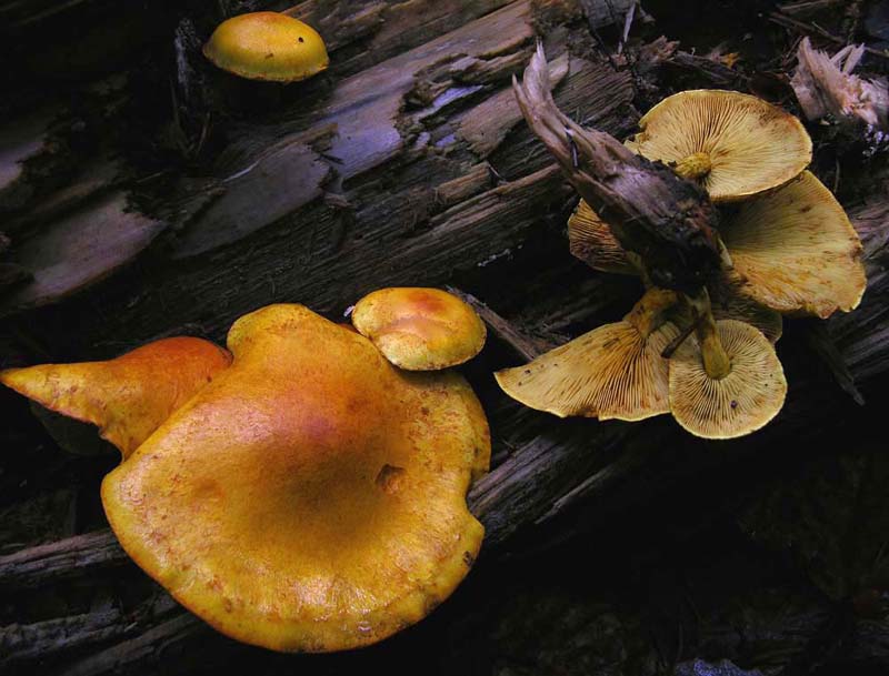 Gymnopilus sp.