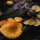 Gymnopilus sp.