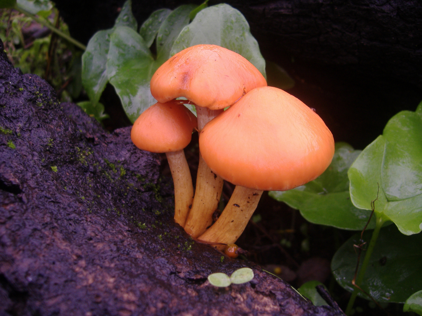 Gymnopilus suberis